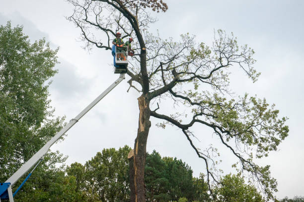 Reliable Nice, CA  Tree Services Solutions